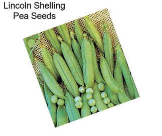 Lincoln Shelling Pea Seeds