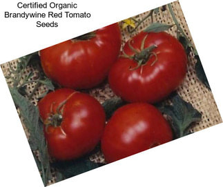 Certified Organic Brandywine Red Tomato Seeds