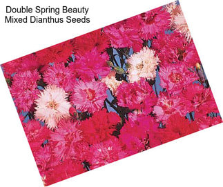 Double Spring Beauty Mixed Dianthus Seeds