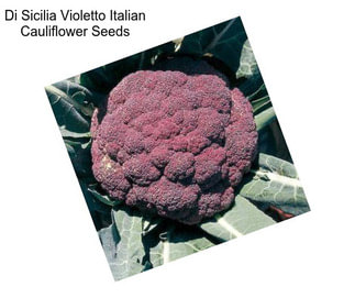 Di Sicilia Violetto Italian Cauliflower Seeds