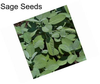 Sage Seeds