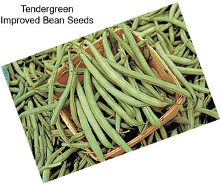 Tendergreen Improved Bean Seeds