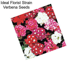 Ideal Florist Strain Verbena Seeds