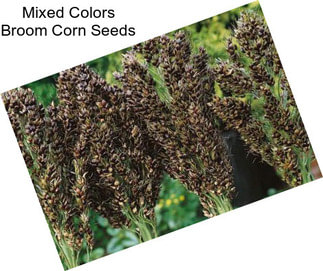 Mixed Colors Broom Corn Seeds