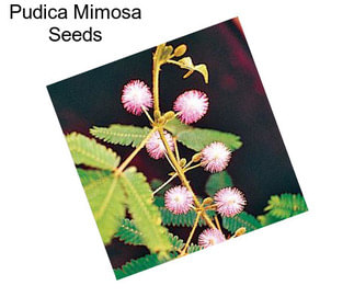 Pudica Mimosa Seeds