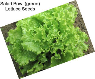 Salad Bowl (green) Lettuce Seeds