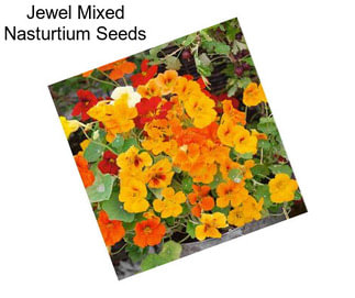 Jewel Mixed Nasturtium Seeds