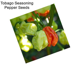 Tobago Seasoning Pepper Seeds