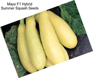 Mayo F1 Hybrid Summer Squash Seeds