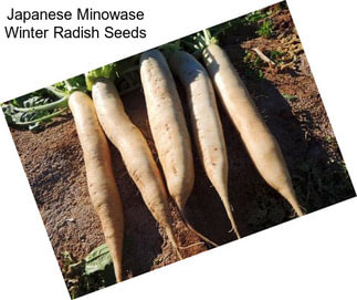 Japanese Minowase Winter Radish Seeds