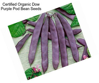 Certified Organic Dow Purple Pod Bean Seeds