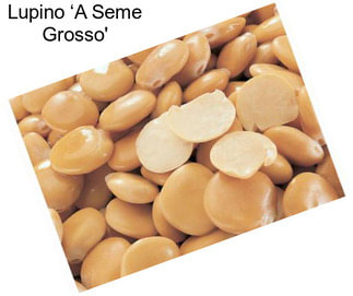 Lupino ‘A Seme Grosso\'