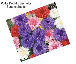 Polka Dot Mix Bachelor Buttons Seeds