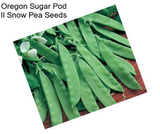 Oregon Sugar Pod II Snow Pea Seeds