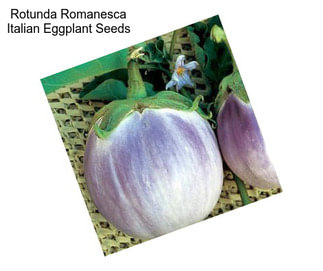 Rotunda Romanesca Italian Eggplant Seeds