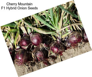Cherry Mountain F1 Hybrid Onion Seeds