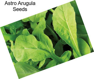 Astro Arugula Seeds