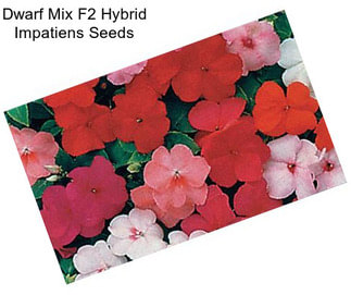 Dwarf Mix F2 Hybrid Impatiens Seeds