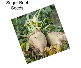Sugar Beet Seeds