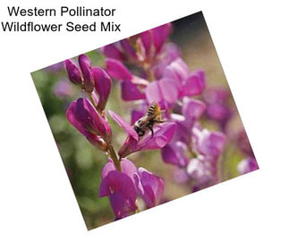 Western Pollinator Wildflower Seed Mix