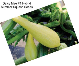 Daisy Mae F1 Hybrid Summer Squash Seeds
