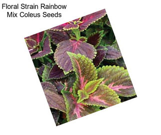 Floral Strain Rainbow Mix Coleus Seeds