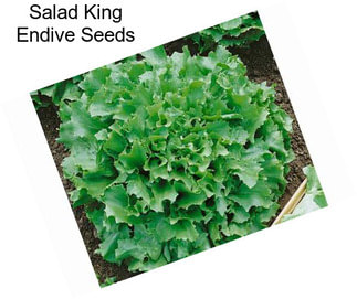 Salad King Endive Seeds