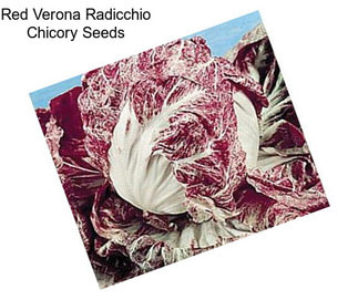 Red Verona Radicchio Chicory Seeds
