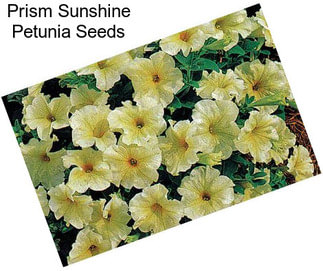 Prism Sunshine Petunia Seeds