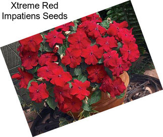Xtreme Red Impatiens Seeds