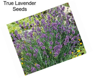 True Lavender Seeds
