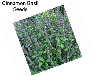 Cinnamon Basil Seeds