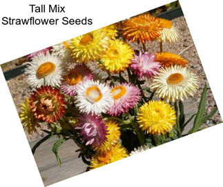 Tall Mix Strawflower Seeds