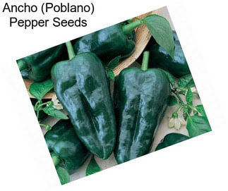 Ancho (Poblano) Pepper Seeds