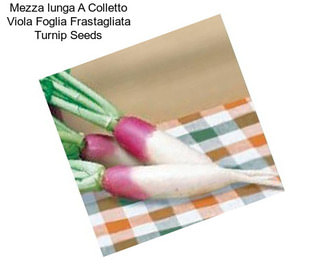 Mezza lunga A Colletto Viola Foglia Frastagliata Turnip Seeds