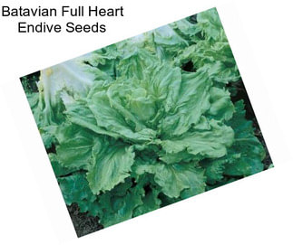 Batavian Full Heart Endive Seeds