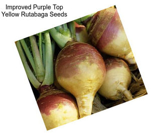 Improved Purple Top Yellow Rutabaga Seeds