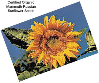 Certified Organic Mammoth Russian Sunflower Seeds
