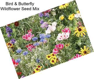 Bird & Butterfly Wildflower Seed Mix