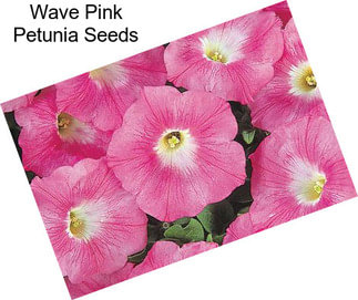 Wave Pink Petunia Seeds