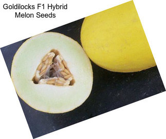 Goldilocks F1 Hybrid Melon Seeds