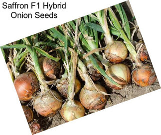 Saffron F1 Hybrid Onion Seeds