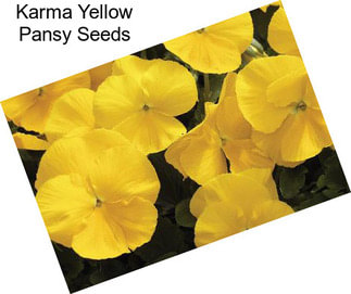 Karma Yellow Pansy Seeds