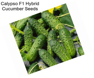 Calypso F1 Hybrid Cucumber Seeds