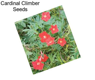 Cardinal Climber Seeds