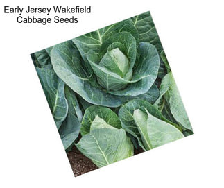 Early Jersey Wakefield Cabbage Seeds