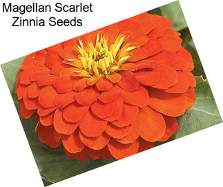 Magellan Scarlet Zinnia Seeds
