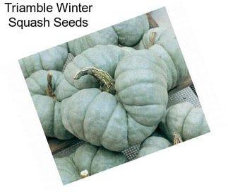 Triamble Winter Squash Seeds