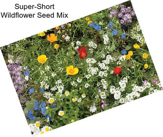 Super-Short Wildflower Seed Mix