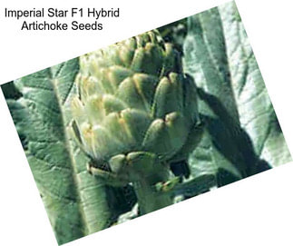Imperial Star F1 Hybrid Artichoke Seeds